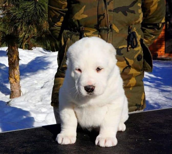Central Asian Shepherd puppy are available in Pakistan 3