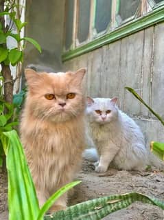 cat pair white male brown female punch face cats triple coat breader