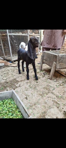 2 female goats for sale very betifull and outclass quality bread 19