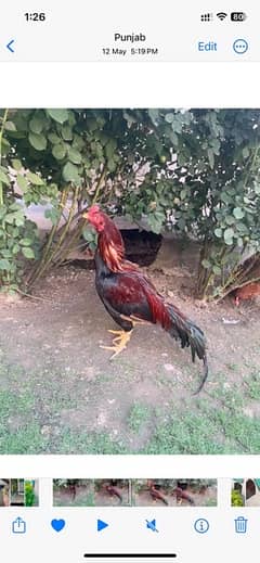 aseel murga or 2 lowman brown and black hens for sale
