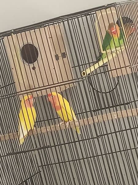 Lovebirds And Coktaily 4
