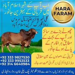 Qurbani Bulls for sale
