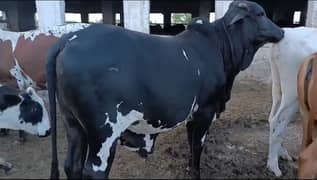 Qurbani Bulls for sale
