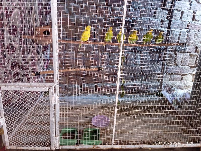 parrot Cage 1