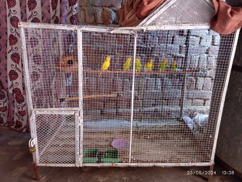 parrot Cage 2