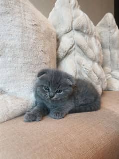 Scottish fold kittens for sale 0