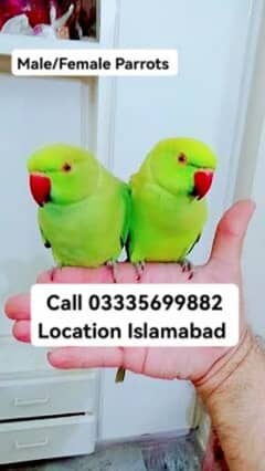 Single 6000 Hand Tamed Friendly Green Ring Neck Male Female Parrot's