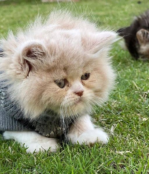 persian cat extreme punch face | persian kitten | tripple coat | cat | 3
