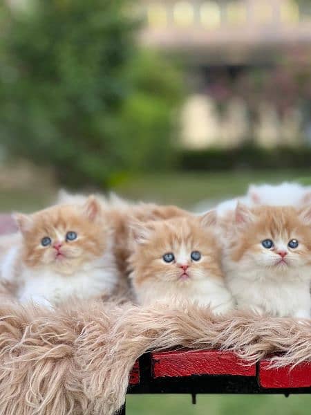 persian cat extreme punch face | persian kitten | tripple coat | cat | 5