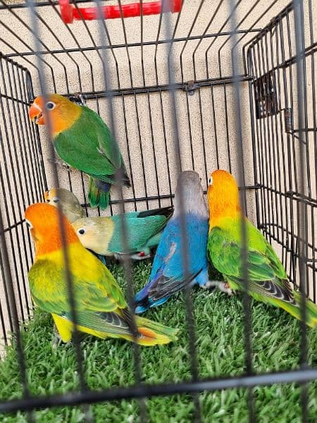 lovebirds Available in Good Quality 3
