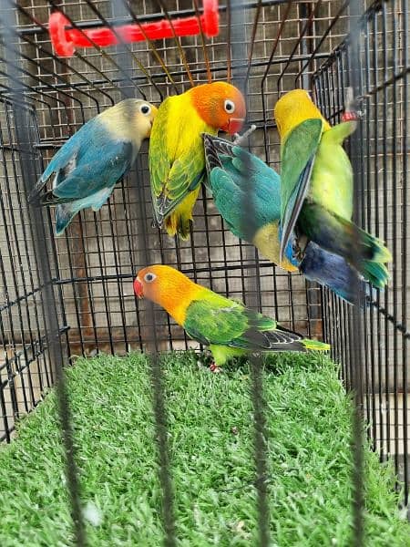 lovebirds Available in Good Quality 7