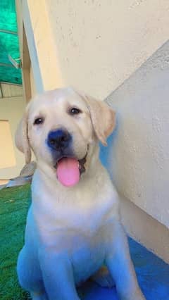 3 -Month-Old Female Labrador Puppies