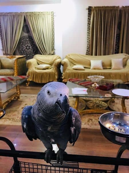 African gray parrot 2