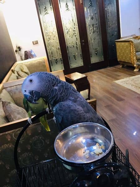 African gray parrot 4