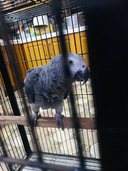 African gray parrot 6