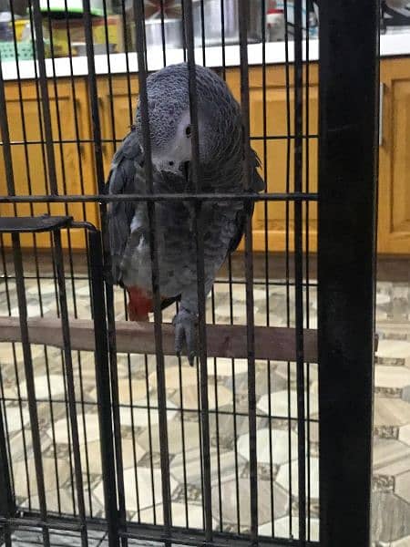 African gray parrot 7