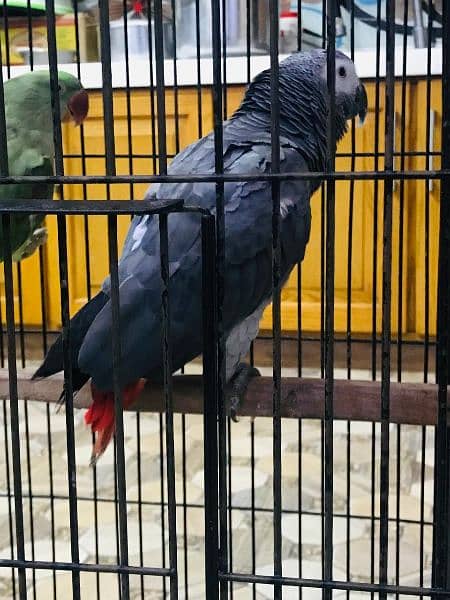 African gray parrot 8