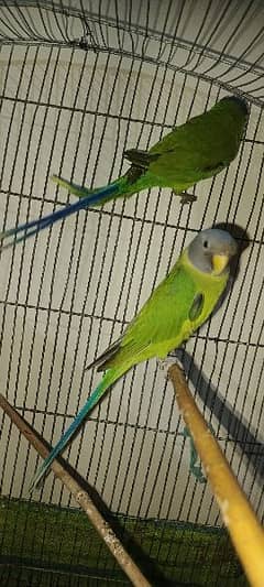 parrot for sale + cage for sale