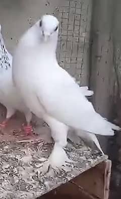 Gubara Pigeon