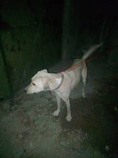 Labrador one dog location chakwal