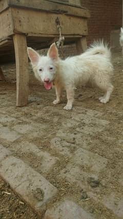 pure Russian 0 size female 03153860010