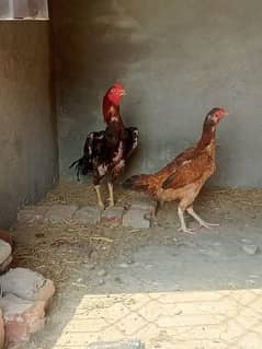 Aseel Cock and Hen For Sell