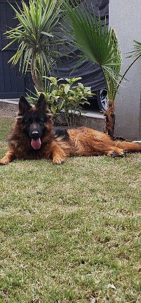 German shepherd Female available For Sale 1
