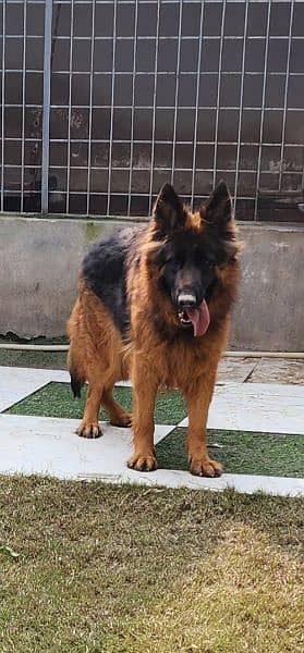 German shepherd Female available For Sale 5