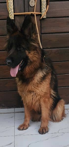 German shepherd Female available For Sale 6
