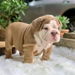 English Bulldog puppy are available in Pakistan 0