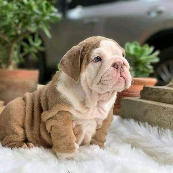 English Bulldog puppy are available in Pakistan 1