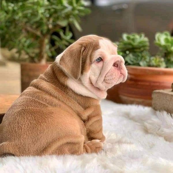English Bulldog puppy are available in Pakistan 2