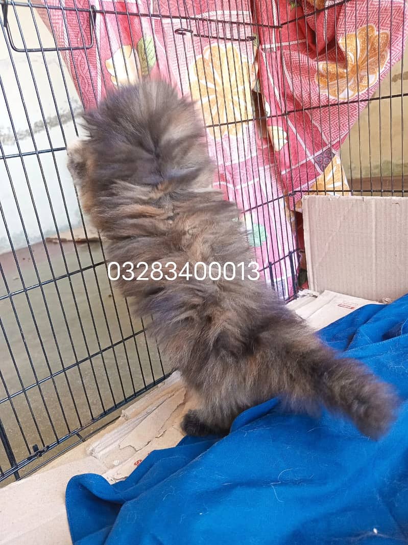 Cfa bloodline imported qulity peki face female kitten tripple coted 7