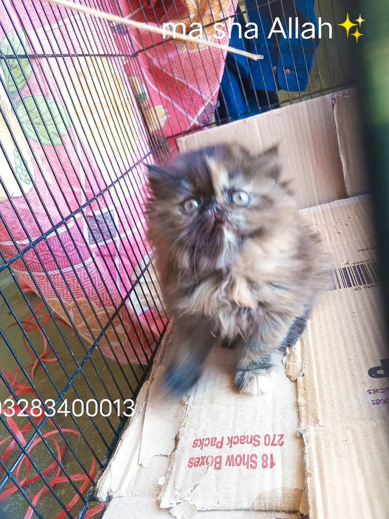 Cfa bloodline imported qulity peki face female kitten tripple coted 8