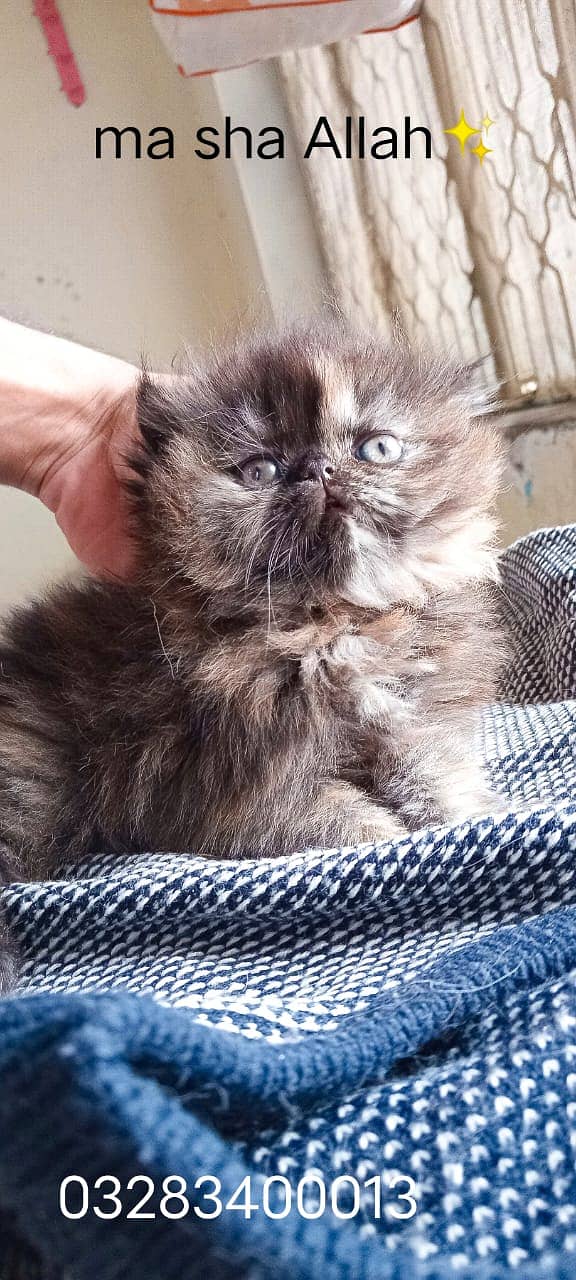 Cfa bloodline imported qulity peki face female kitten tripple coted 12