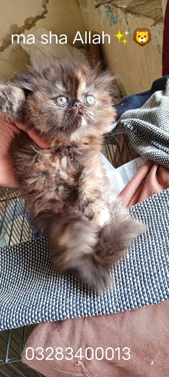 Cfa bloodline imported qulity peki face female kitten tripple coted 13