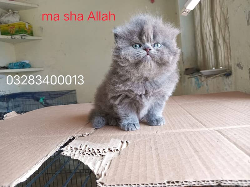 Cfa bloodline imported qulity peki face female kitten tripple coted 19