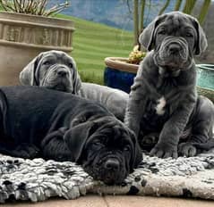 neapolitan mastiff puppies are Available in Pakistan