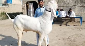 Bakra For Sale (Call Number03124700867)