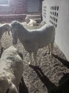 Sheep's For Sale