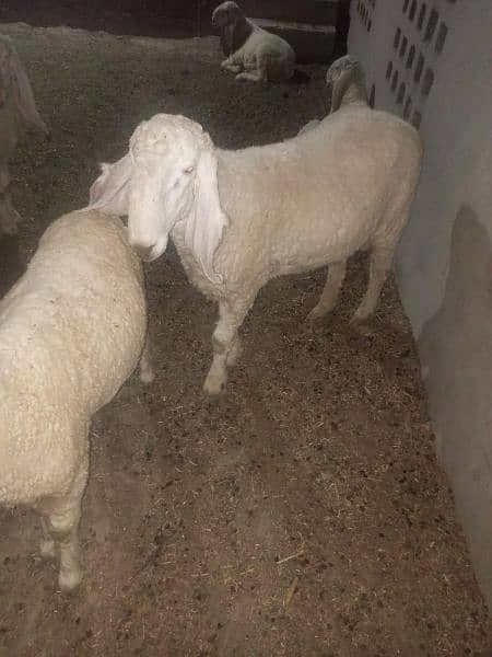 Sheep's For Sale 1