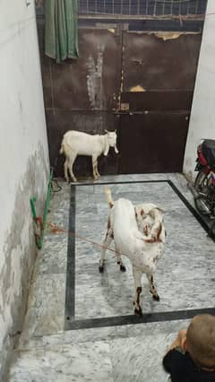 Bakra / Goat for sale / bakra jori 0