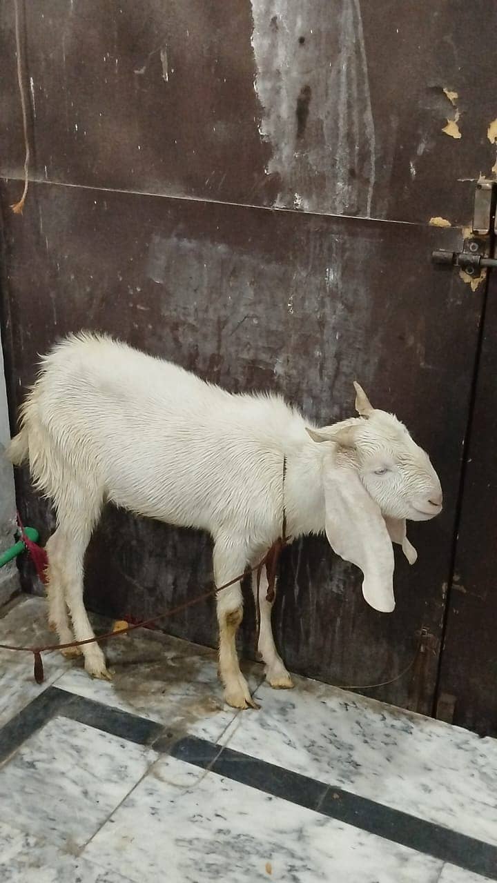 Bakra / Goat for sale / bakra jori 1