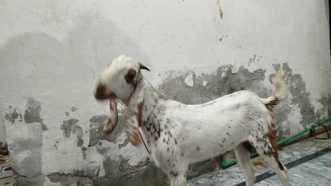 Bakra / Goat for sale / bakra jori 2