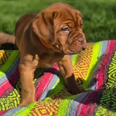 French mastiff puppies are available in Pakistan