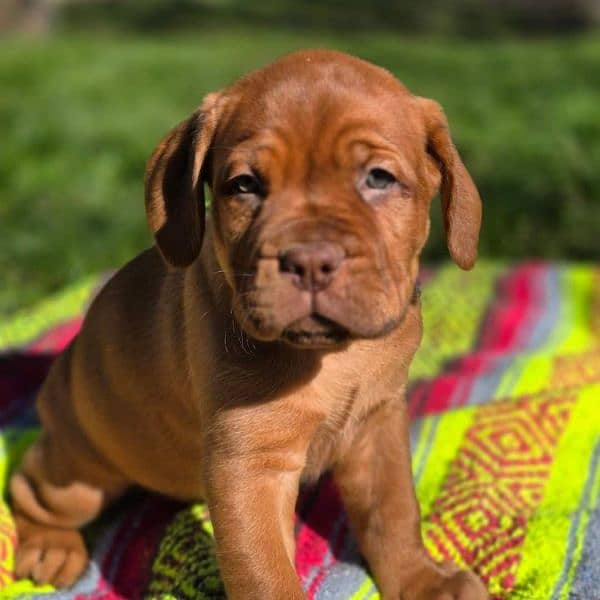 French mastiff puppies are available in Pakistan 1