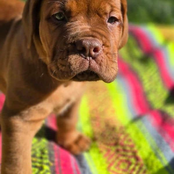 French mastiff puppies are available in Pakistan 2