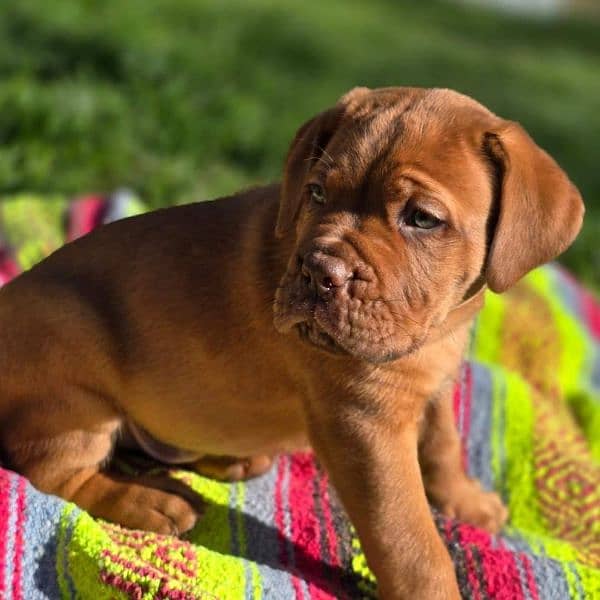 French mastiff puppies are available in Pakistan 3