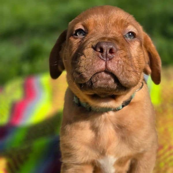 French mastiff puppies are available in Pakistan 4