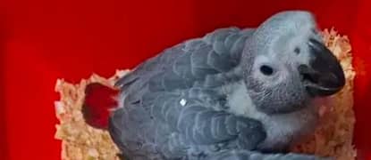 African grey parrot cheeks far sale 0336=5077=195